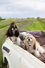 Two Shih Tzu Dogs in Car with Beautiful Countryside View