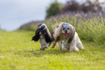 Two Adorable Shih Tzu Dogs Playing Together in Lavender Field