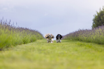 Two Adorable Shih Tzu Dogs Playing Together in Lavender Field