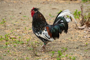 Vibrant rooster struts proudly across a dirt patch. Detailed shot highlighting its colorful plumage...