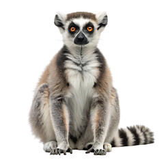lemur isolated on transparent background