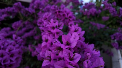Floral Background as Close-up Photography