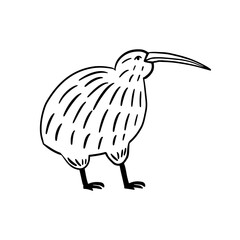 Hand-drawn kiwi bird illustration. Simple line art design of a flightless bird.