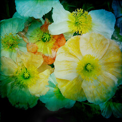Various coloured Poppy flowers as they begin to wilt