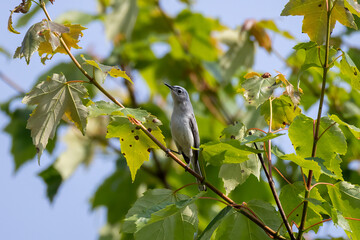 bird on a branch