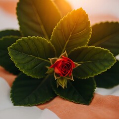 Green leaves and red flower bud on soft white and orange fabric in a bright close-up scene