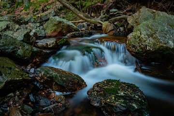 Fototapeta premium En forêt, en ballade