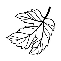 sketch of a hop leaf or grape on a white background