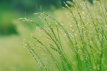 Dewdrops glisten on grass blades in a serene green landscape during early morning