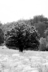 A tranquil monochrome image of a lone tree in a wildflower meadow, surrounded by misty forest...