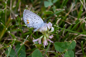 butterfly on a flower