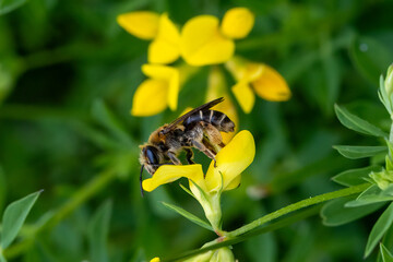 butterfly on yellow flower