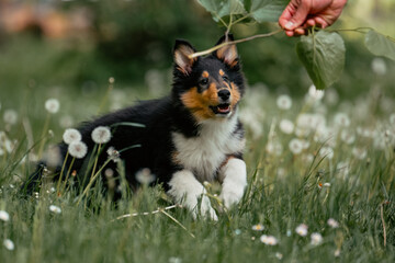 Colliewelpe