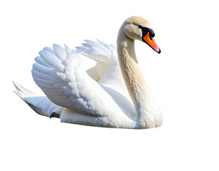 Fototapeta premium white swan on white background