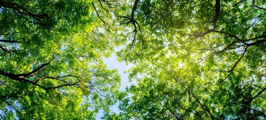 Fototapeta premium The vibrant tree canopy revealing a bright, sunny sky through lush green leaves.