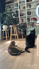 Kitten posing on a wooden floor in the house and looking straight ahead. British Shorthair Blue...