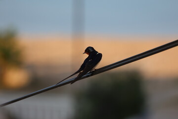 Swallow sits on a wire