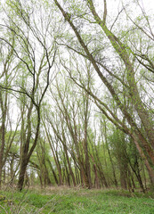 Trees permanently deformed by the wind and elements in a woodland landscape