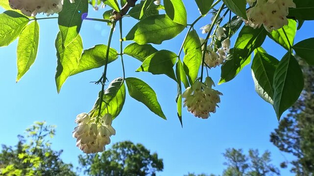 Caucasian bladdernut Staphylea colchica,