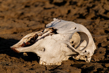 Medium shot of livestock skull in arid landscape, illustrating progressive desertification and water scarcity affecting extensive ranching and rural environment
