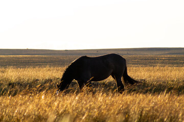 A lone horse grazing in the vast Patagonian pampas at sunset. Golden light highlights solitude,...