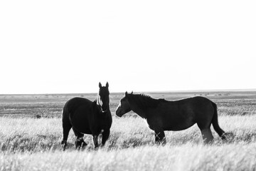 Two horses graze calmly in the open pampas, portrayed in black and white to highlight calm, the...