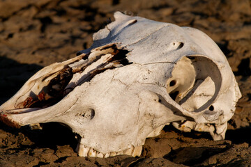 Closeup of animal bone on arid soil, showing urgency of resources and fragile ecosystem facing...