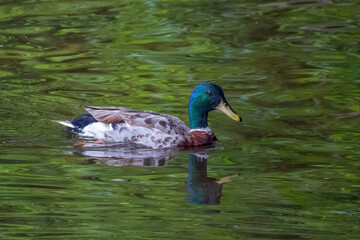 duck in the water
