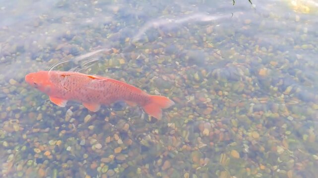 Colorful Decorative Red Carps Fish.Golden Carps And Fishes In Wallenstein Palace