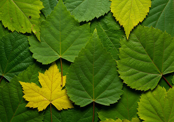 Various Leaf Shapes from Different Tree Species