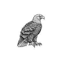 An eagle engraving illustration, drawn in an engraved, woodcut style with fine details in a sketch engraving vector illustration. Scratchboard imitation. Black and white image. flat vector