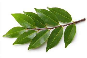 Obraz premium Fresh green leaves on a brown stem showcasing natural beauty isolated against a plain background for botanical study or decoration purposes
