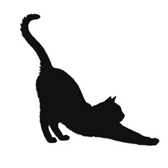 Obraz premium Silhouette of a cat stretching its body upwardly now