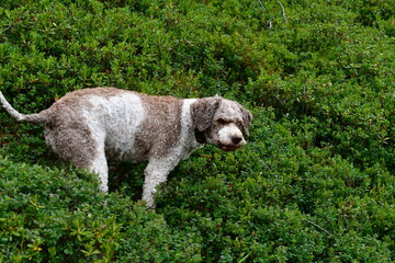 Ein Lagotto Romagnolo Hund wandert im Ultental in Südtirol 
