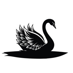 black swan on white background