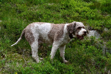 Portrait eines Lagotto Romagnolo Hundes 