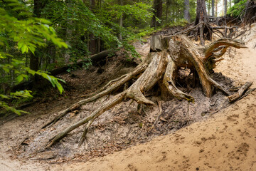 Exposed tree roots on an eroded forest slope highlight natural soil degradation, root resilience, and woodland decay—perfect for nature, soil, or ecology topics