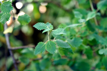 Myrrh is a medicinal plant of the species Commiphora myrrha, also known as Arabic myrrh. image