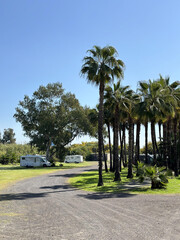Fototapeta premium Scenic view of a winding dirt road surrounded by tall palm trees and lush greenery, with parked recreational vehicles under a clear blue sky, evoking a tranquil outdoor atmosphere