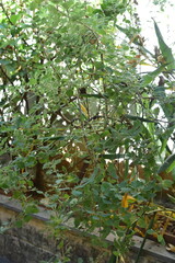 Myrrh is a medicinal plant of the species Commiphora myrrha, also known as Arabic myrrh. image
