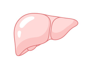 Human Liver Organ Flat Design Illustration for Anatomy and Health Concepts