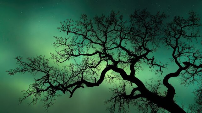 Silhouetted tree against vibrant aurora