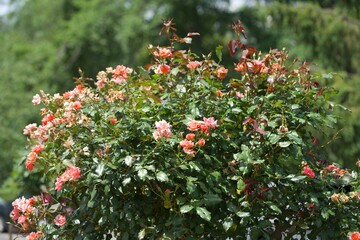 red and white flowers