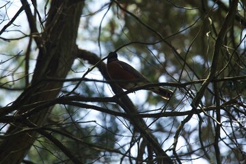 bird on a branch