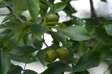green walnuts on tree