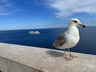 Seagull perched on a stone railing overlooking the vast blue ocean, with a distant cruise ship sailing on the horizon, capturing a serene coastal scene