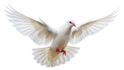 Fototapeta premium white dove flying