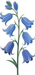Fototapeta premium bluebell flowers