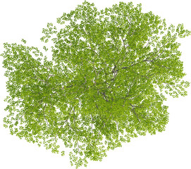 Top view of Hornbeam Tree - Carpinus Turczaninovii