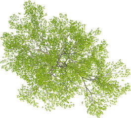 Top view of Hornbeam Tree - Carpinus Turczaninovii